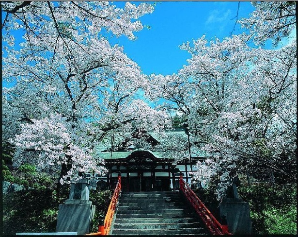 遠野福泉寺の桜 - 岩手県／本堂及び観音堂前の桜は特に美しい