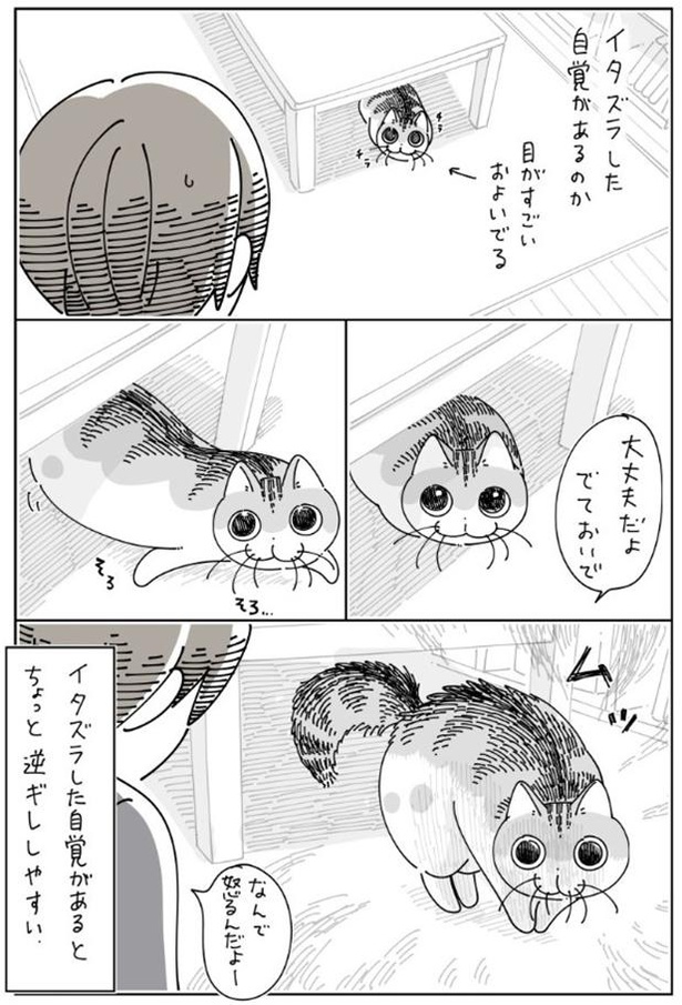 「イタズラしちゃったネコ」03