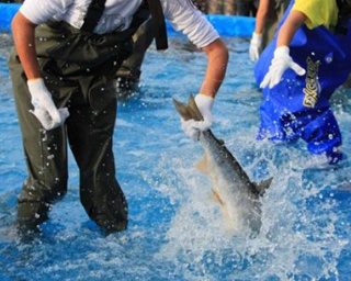 サケを食べる！買う！つかむ!?　 北海道・石狩の旬を満喫する祭り
