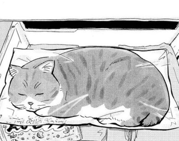 保護猫が亡くなった