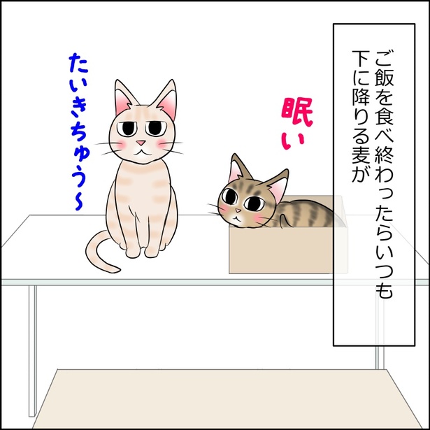 あんこ＆麦2096 猫のサイン 01