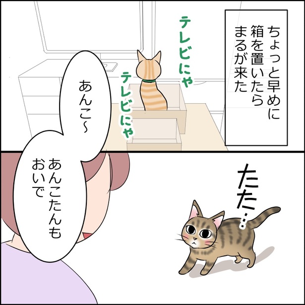 あんこ＆麦2097 乙女は繊細だから/猫と見る大河2024-19 01