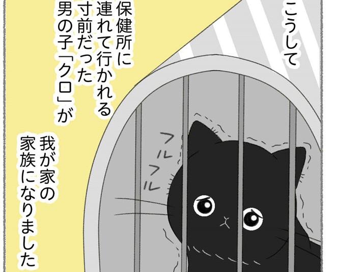 【ネコ漫画】保健所に連れて行かれる寸前だった黒猫をお迎え！室内飼いの猫もまずは病院に連れて行く理由や、暮らす際の必需品を聞いてみた