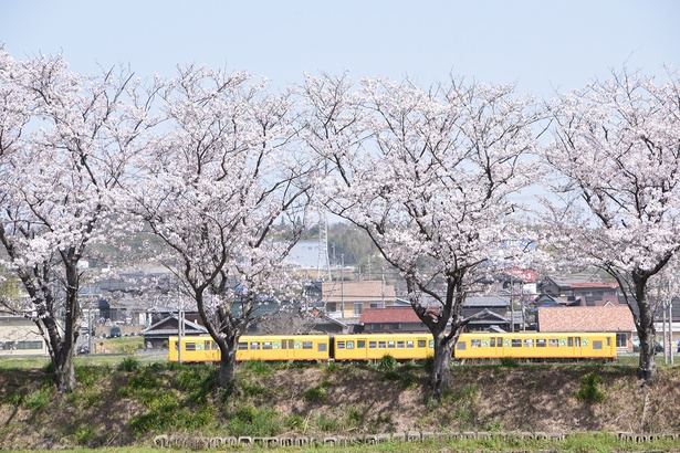 【写真】東員町を走る「マッチ箱電車」とも呼ばれる人気ローカル線の三岐鉄道北勢線が有名