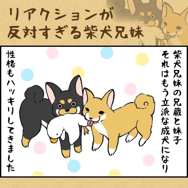 リアクションが反対すぎる柴犬兄弟_1