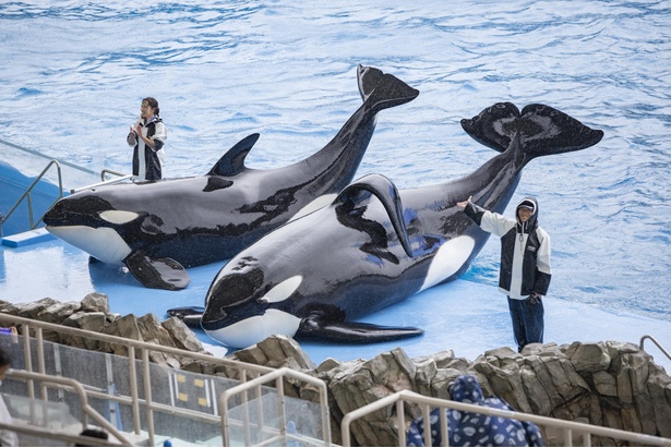 愛知県名古屋市にある「名古屋港水族館」で見られる「シャチ公開トレーニング」