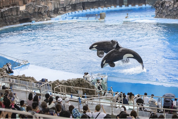 シャチとトレーナーのコンビネーションが見事