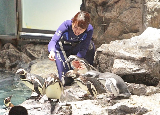 ペンギンプールで暮らす約50羽のマゼランペンギンたちにゴハンをあげていく様子