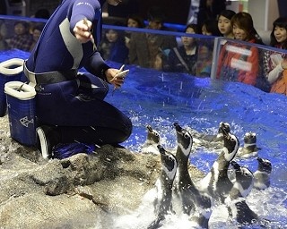 すみだ水族館でペンギンとチンアナゴのゴハンの時間を楽しめるフィーディングプログラムを開催