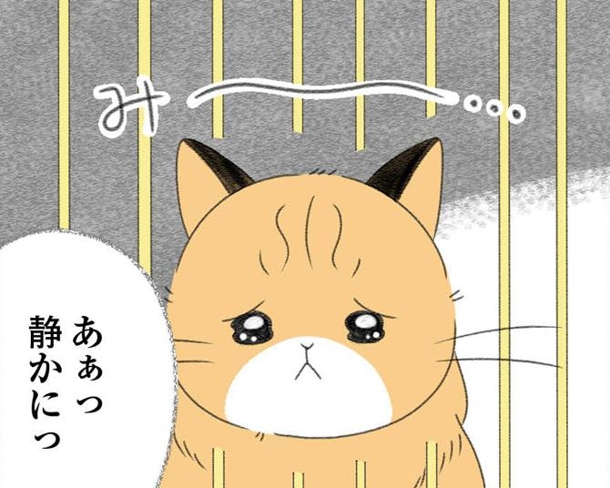 【ネコ漫画】クローゼットの中で息を殺すように飼われていた猫のお迎えを決意。「私たちの手で絶対に幸せにしたい！」