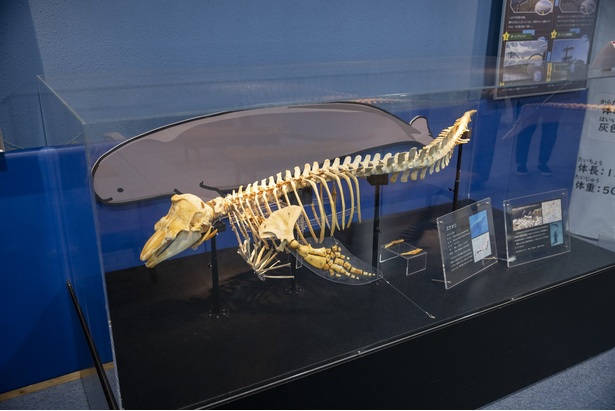名古屋港水族館ではスナメリの生態展示をしていないが、スナメリの生態について解説するコーナーを設けている