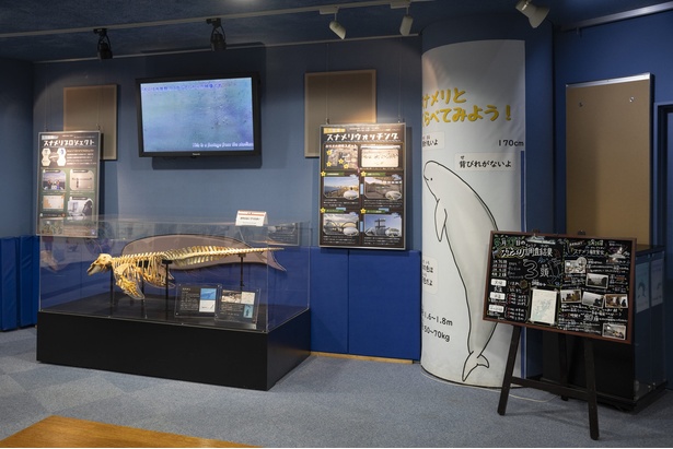 名古屋港水族館にあるスナメリについての展示・解説