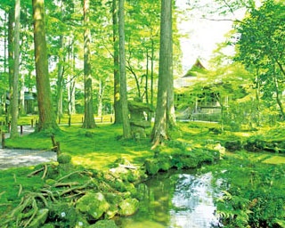 【京都観光】苔と青モミジのじゅうたんが見事！東洋の宝石箱「三千院」