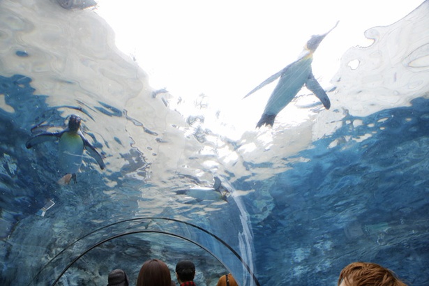 旭山動物園・ぺんぎん館/飛ぶように泳ぐ姿が観察できる水中トンネル