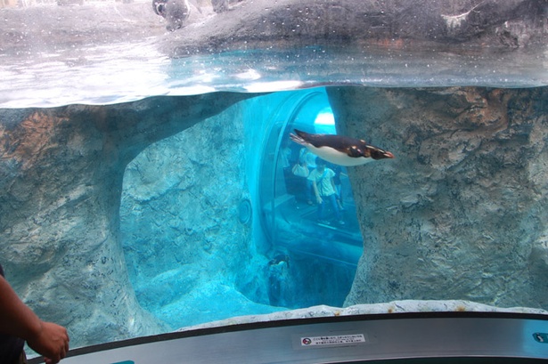 旭山動物園・ぺんぎん館/水中トンネルは館内からも観察可能