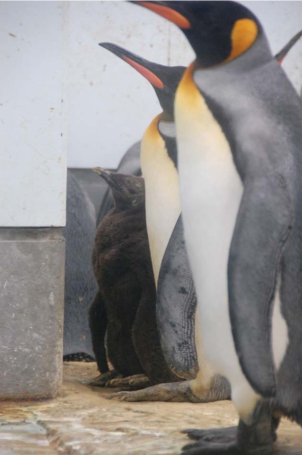 旭山動物園・ぺんぎん館/2017年7月に生まれたキングペンギンのヒナ(写真左下)