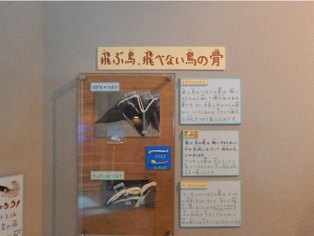 旭山動物園・ぺんぎん館/マガモとペンギンの翼の骨格を比較展示