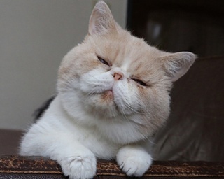秋も猫まみれ！人気イベント「ねこ休み展 秋」を開催