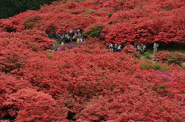 ツツジの名所としても有名な葛城山。5月ごろに山頂南側の斜面を真っ赤に染める/大和葛城山