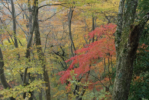 広葉樹の多い大和葛城山は、山のいたる所で紅葉が見られる/大和葛城山