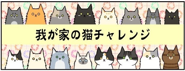 我が家の猫チャレンジ_01