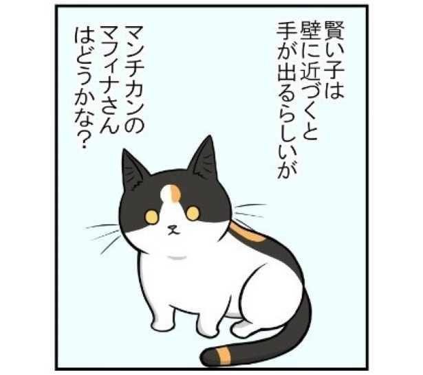 我が家の猫チャレンジ_02