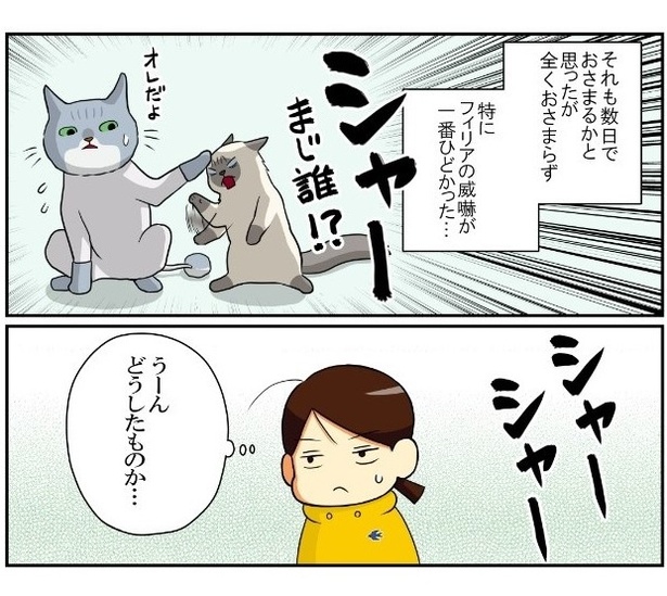 猫の記憶力のつづき2