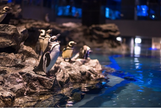 すみだ水族館へかわいいペンギンたちを見に行こう！