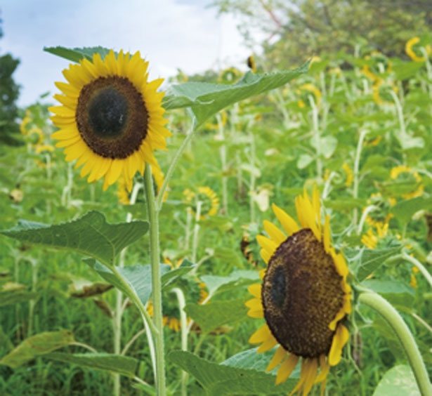 7月下旬～8月下旬には夏を代表する花のヒマワリで彩られる/万博記念公園