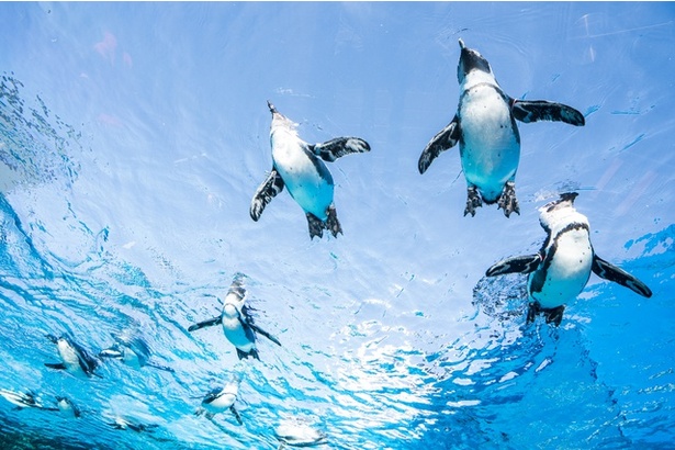 「サンシャイン水族館」で2日目はゆったりと過ごそう