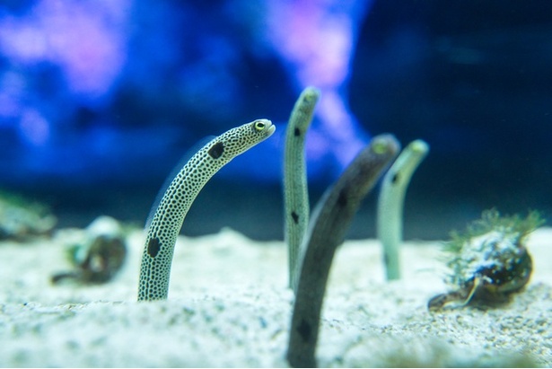 すみだ水族館