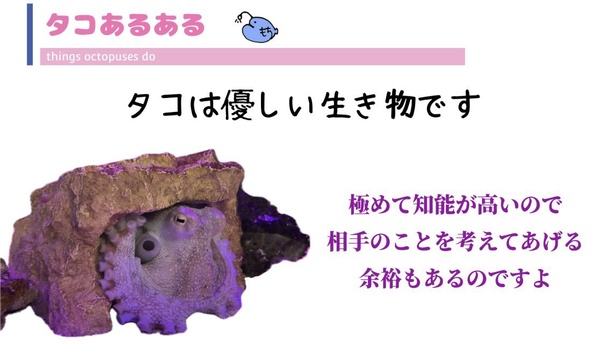 「タコあるある」タコの優しさ#1