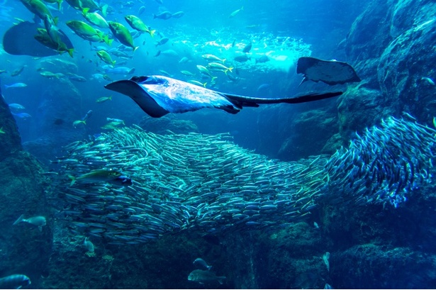 江ノ島水族館