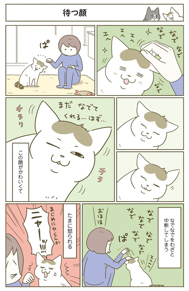 待つ猫