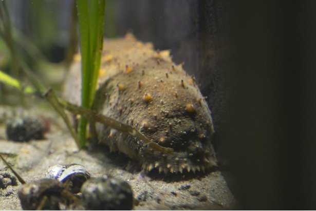 正月に食されることもあるマナマコ