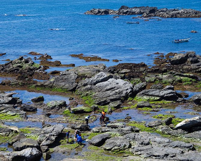 なかには危険な生き物も！夏の海水浴シーズンに磯遊びで出合う生き物10選