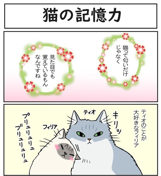 猫の記憶力1