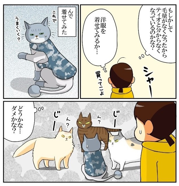 猫の記憶力のつづき3