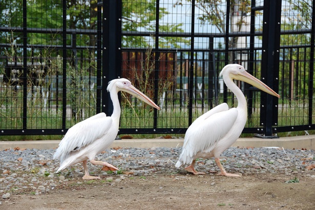 旭山動物園でキリンと一緒に暮らす、ちょっと不思議な鳥たち｜ウォーカープラス