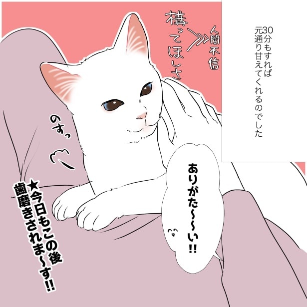 猫あるある_猫様の歯磨きは難しいP04