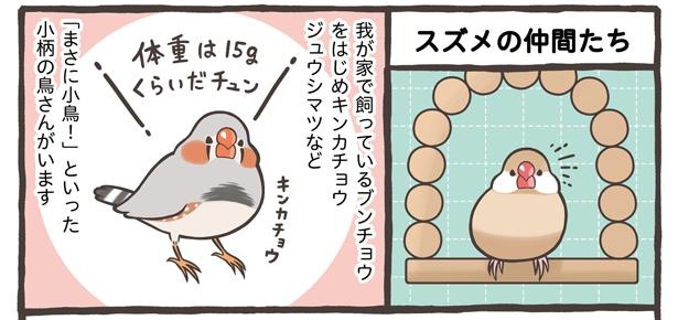 「お迎えできる鳥さんを紹介」4/24