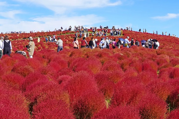 紅葉(撮影：2023年10月23日)