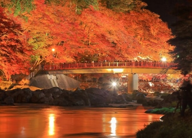 ライトアップされた香嵐渓(名古屋)