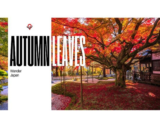 インバウンド向け体験コンテンツ「Wander Japan」で、日本の紅葉を堪能できる“1-Day Autumn Leaves Tour”が開催決定！