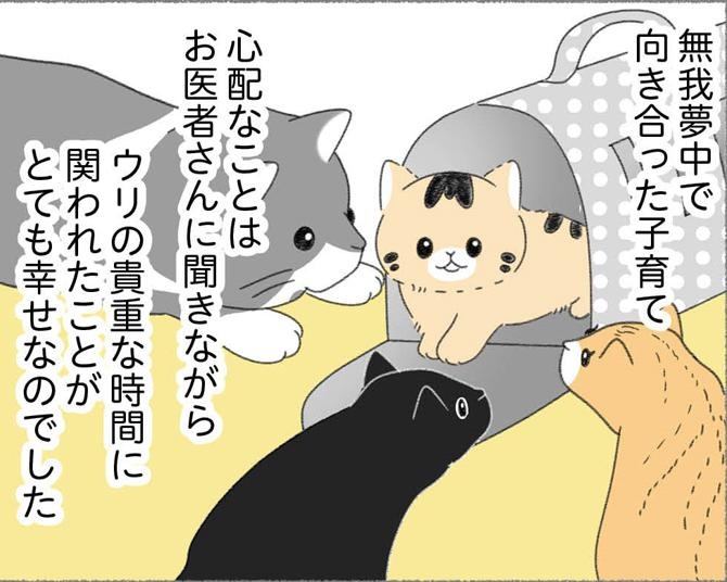 【ネコ漫画】生後6カ月前後で行う避妊手術、当日は心配で眠れない…。メリットとデメリットを理解したうえで、慎重に判断を