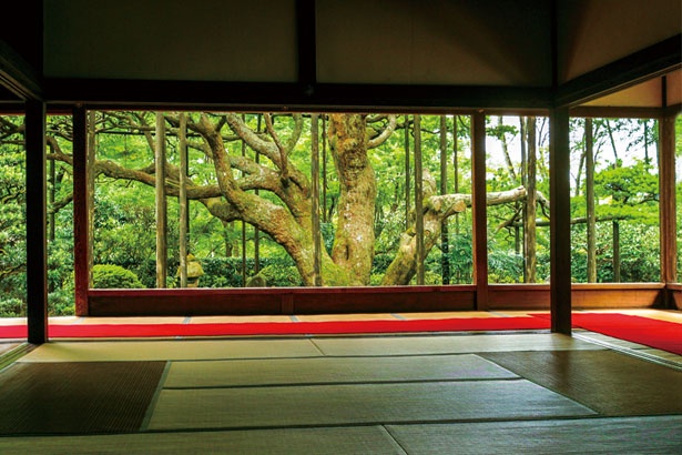 樹齢約700年の五葉の松/宝泉院