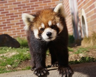 クイズでレッサーパンダを学ぶ！東武動物公園の1日限定ガイド