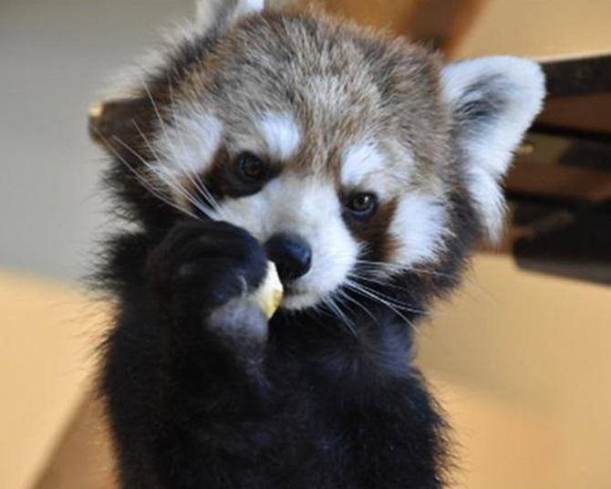 レッサーパンダの生態や魅力を楽しめる！日本平動物園で「国際レッサーパンダデー2024」を開催