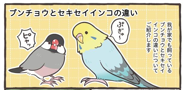 「ブンチョウとセキセイインコの違い」1/21