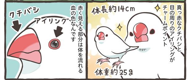 「ブンチョウとセキセイインコの違い」3/21